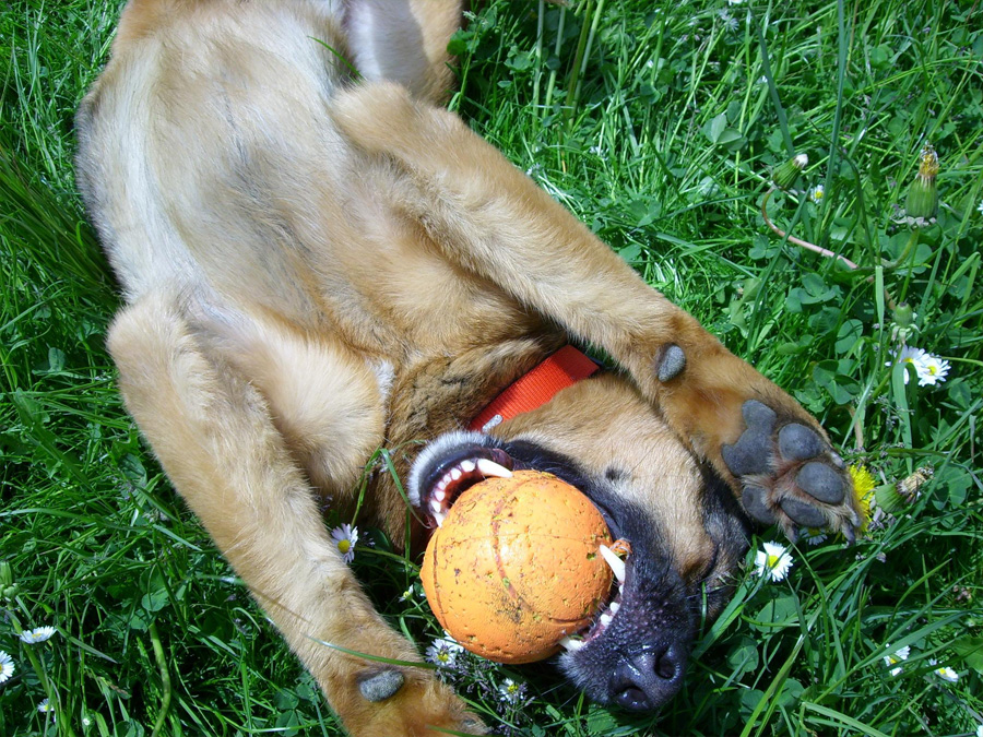 Tricktraining für den Hund