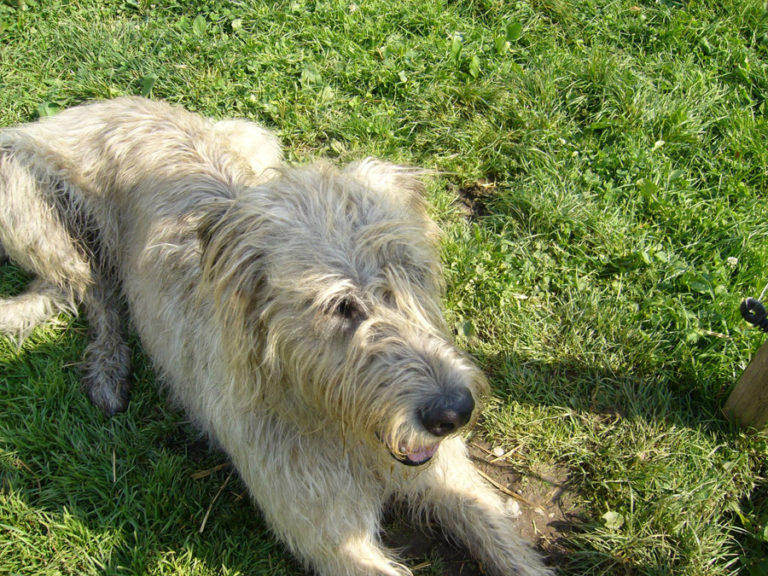 Demenz beim Hund? oder Wenn er nicht mehr so kann… Teamtraining