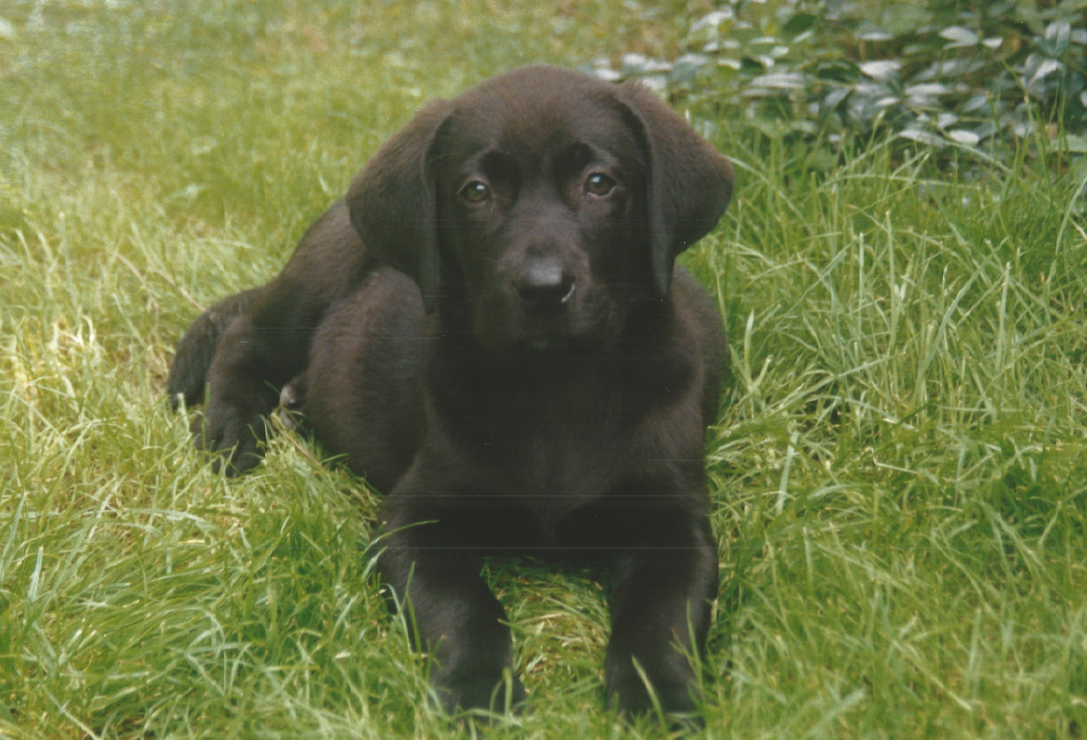 Nero Welpe kleiner 2