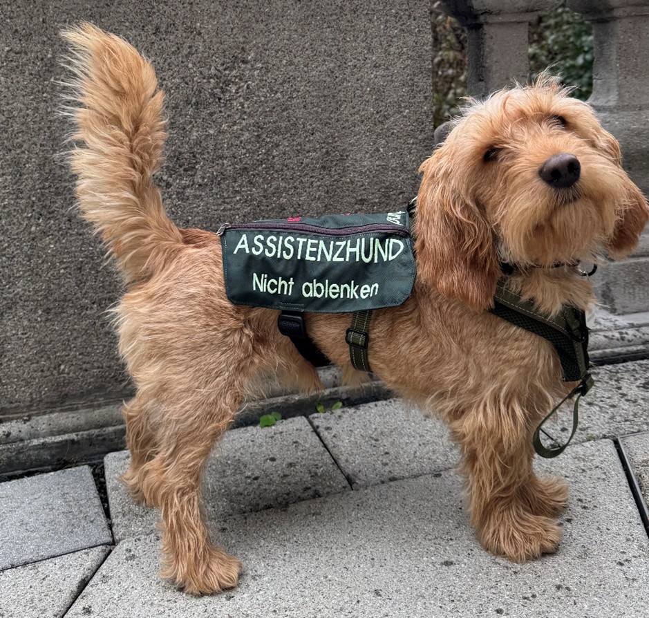 Alt-Text: ein blonder Hund schaut in die Kamera; er trägt eine grüne Kenndecke mit der Aufschrift „Assistenzhund nicht ablenken“